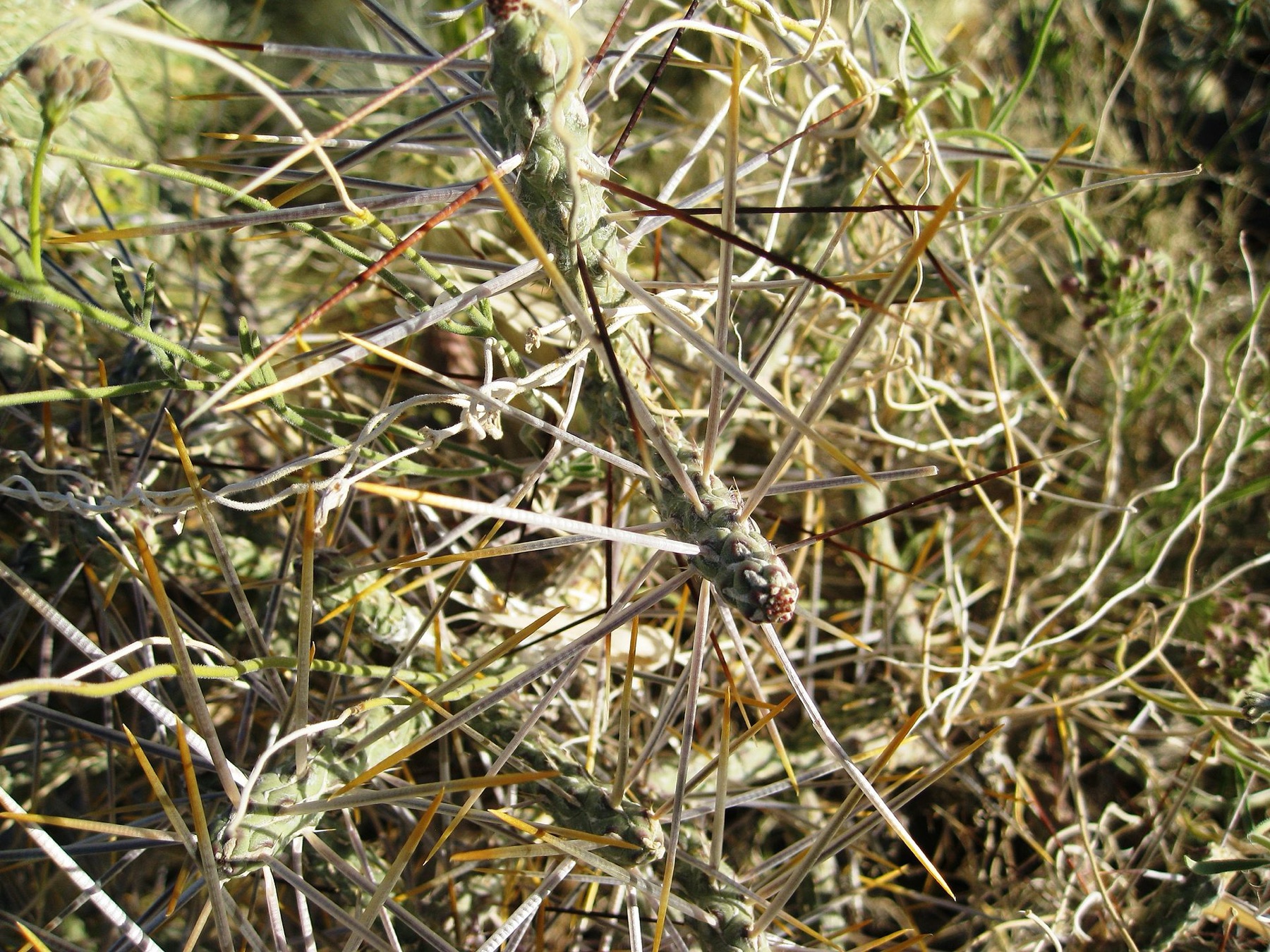 Branched Pencil Cholla — photo 3
