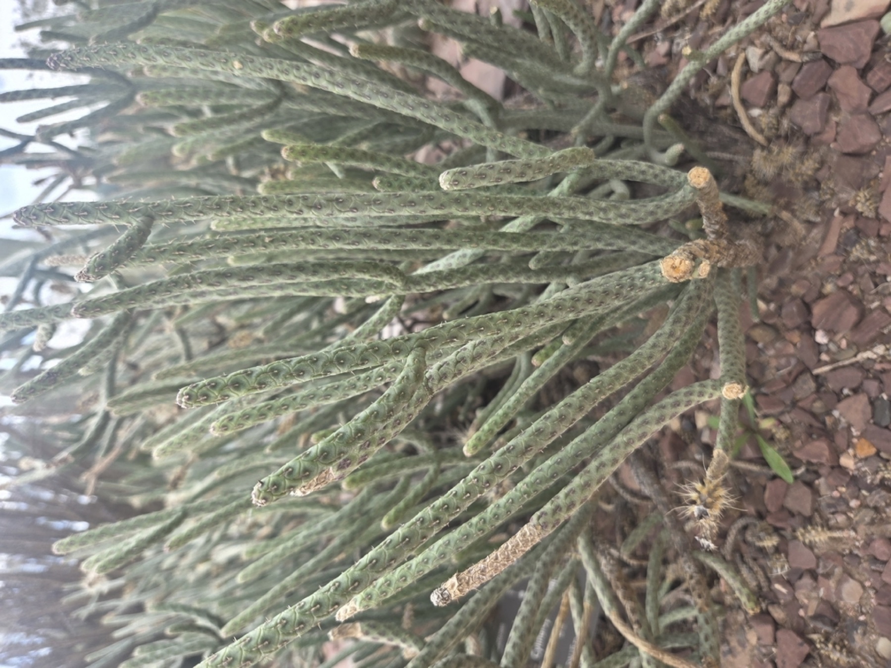 Branched Pencil Cholla — photo 4