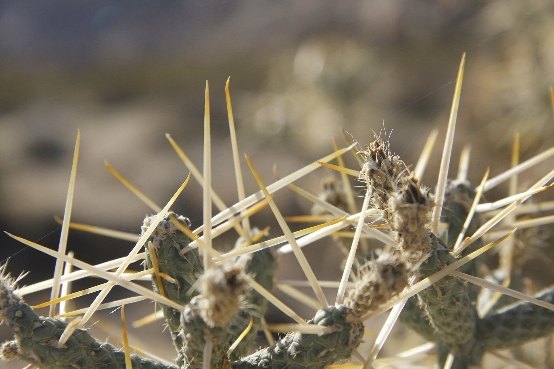 Branched Pencil Cholla — photo 5