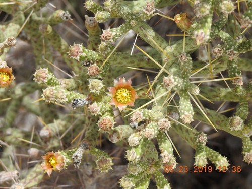 Branched Pencil Cholla — photo 23