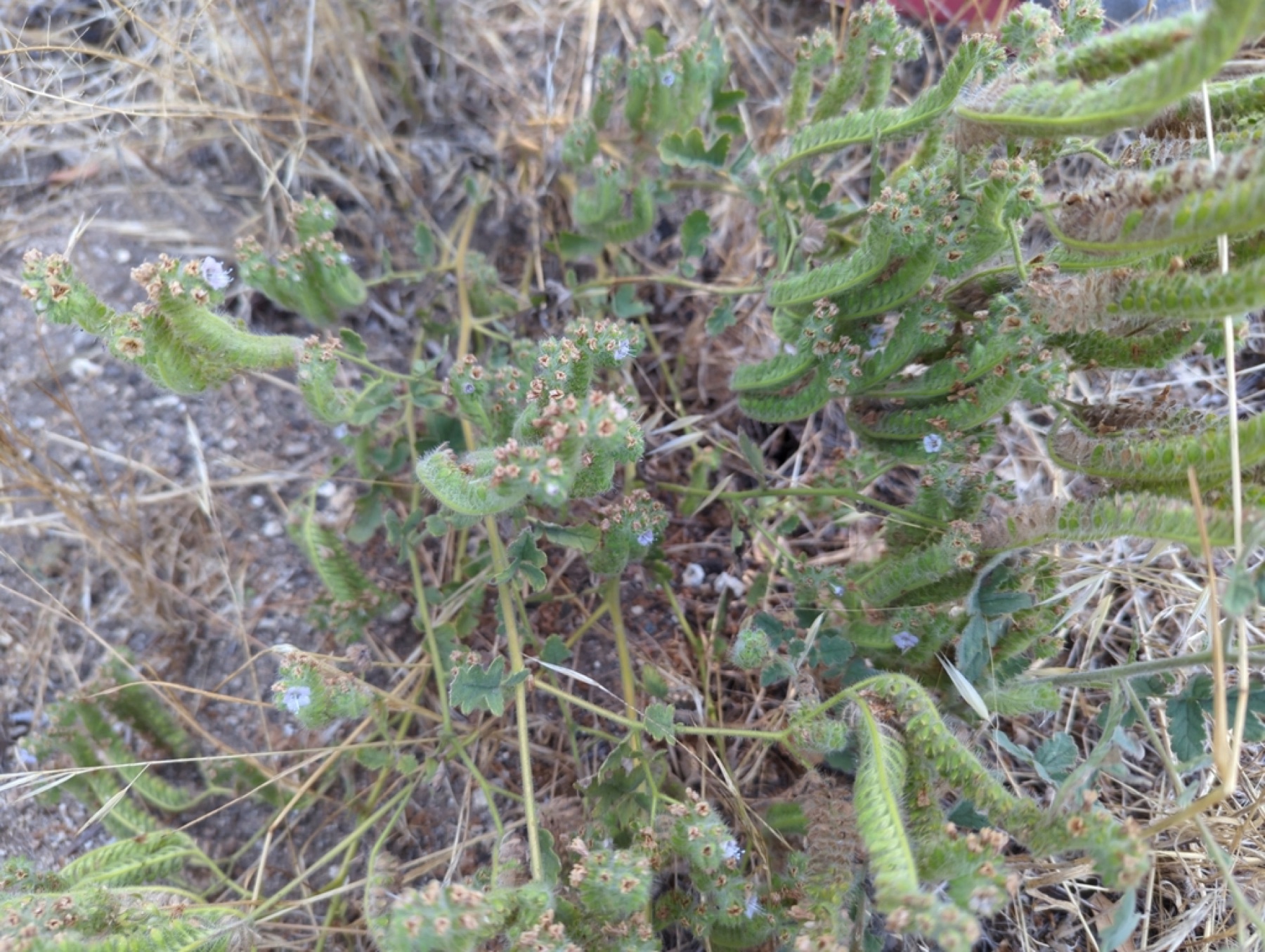 Branching Phacelia — photo 6