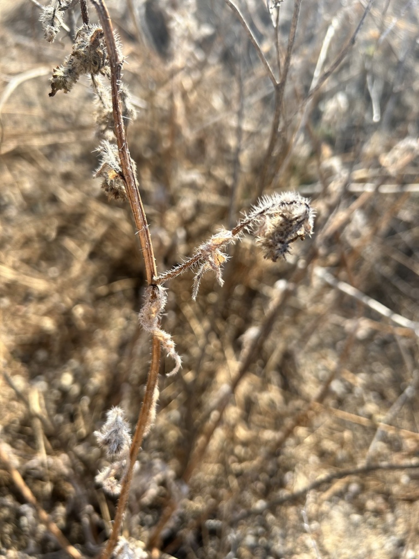 Branching Phacelia — photo 7