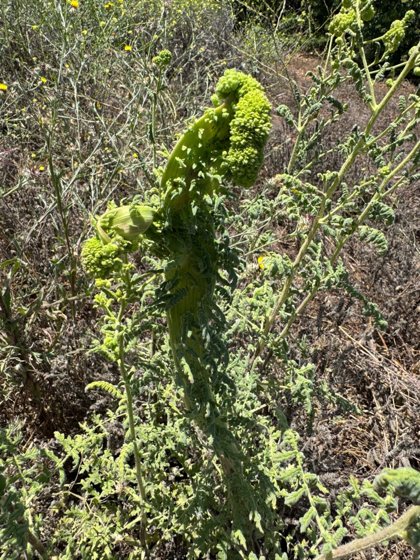 Branching Phacelia — photo 8