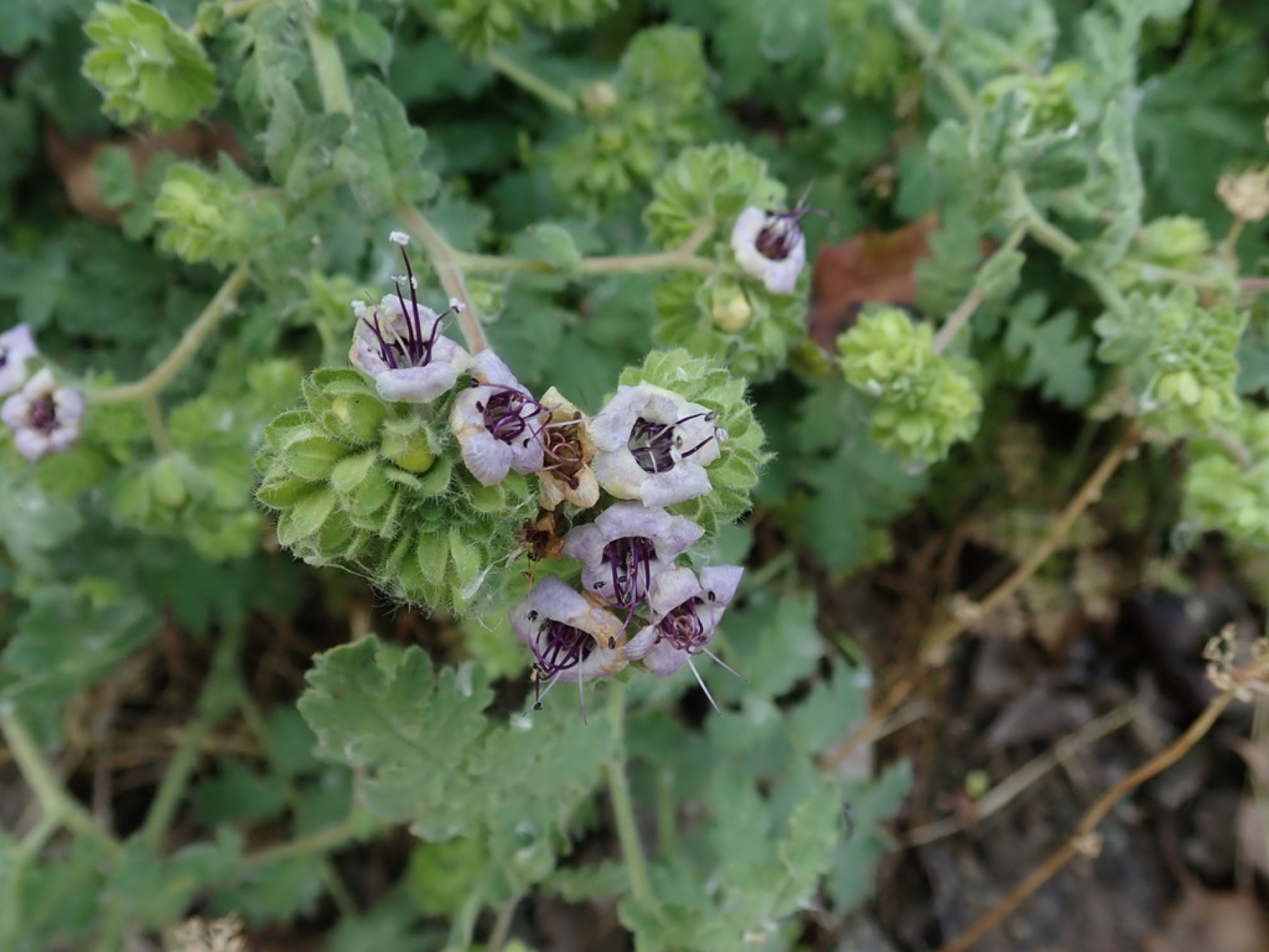 Branching Phacelia — photo 9