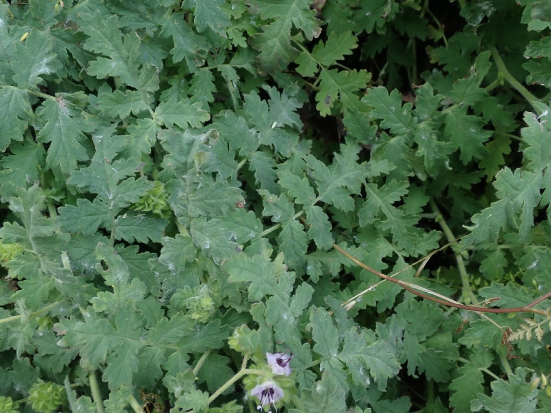 Branching Phacelia — photo 10