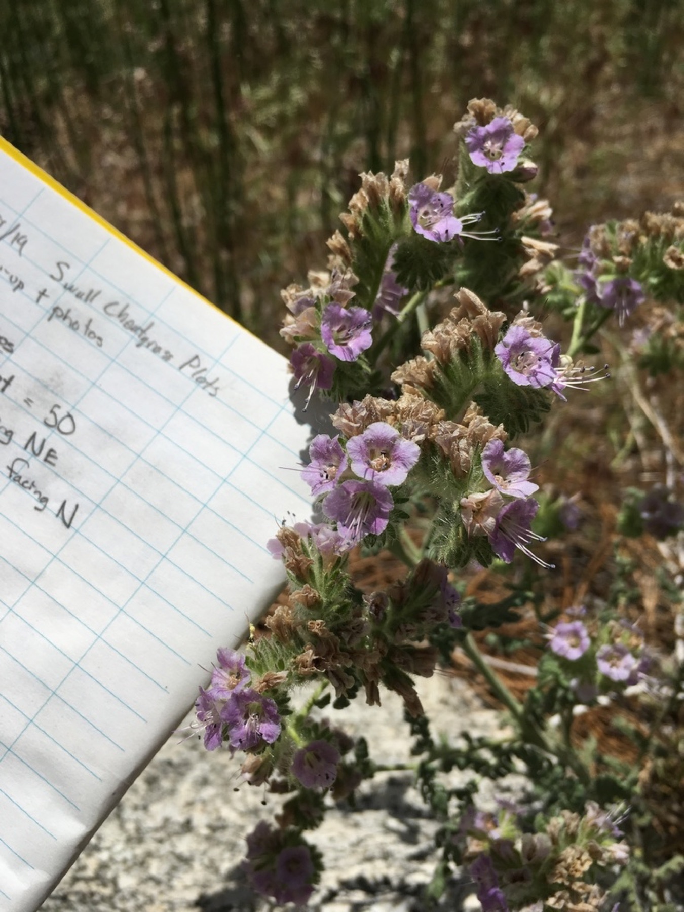 Branching Phacelia — photo 11