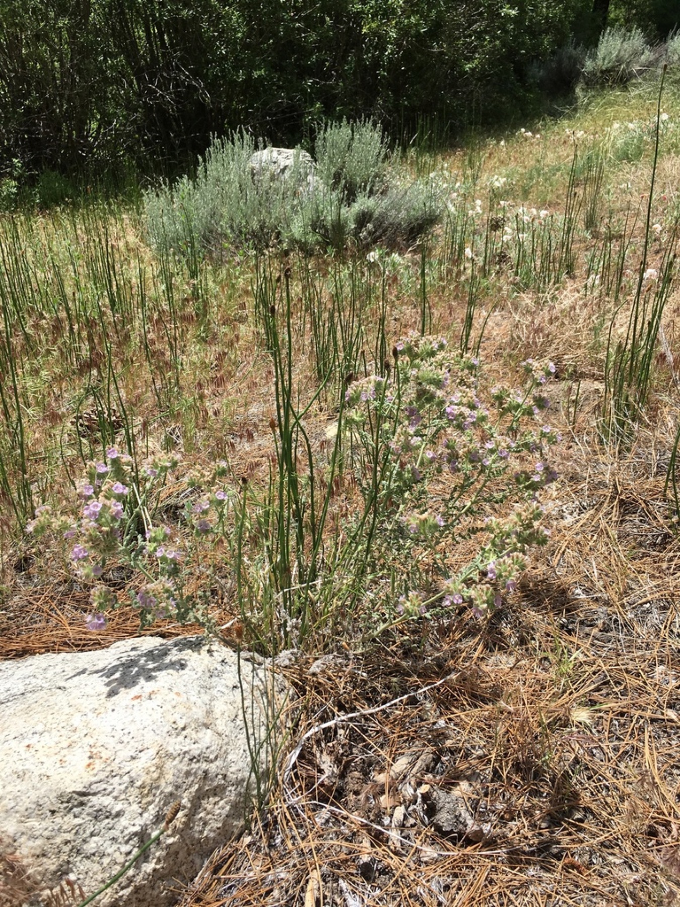 Branching Phacelia — photo 12