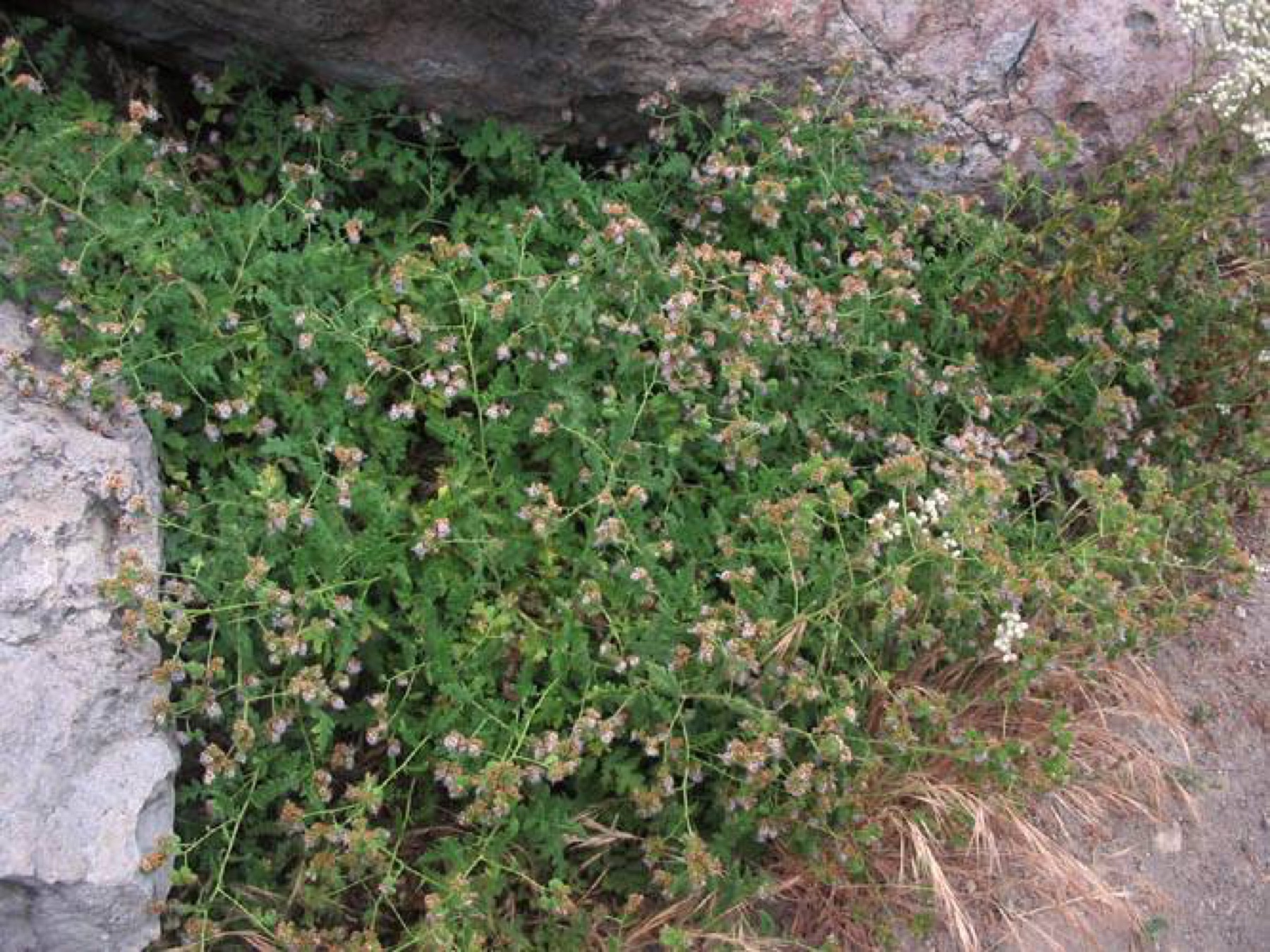 Branching Phacelia — photo 13