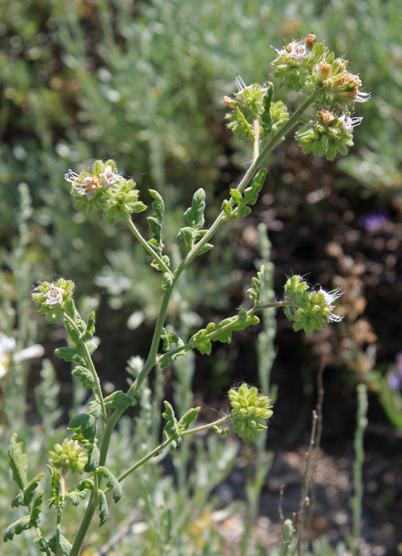 Branching Phacelia — photo 15