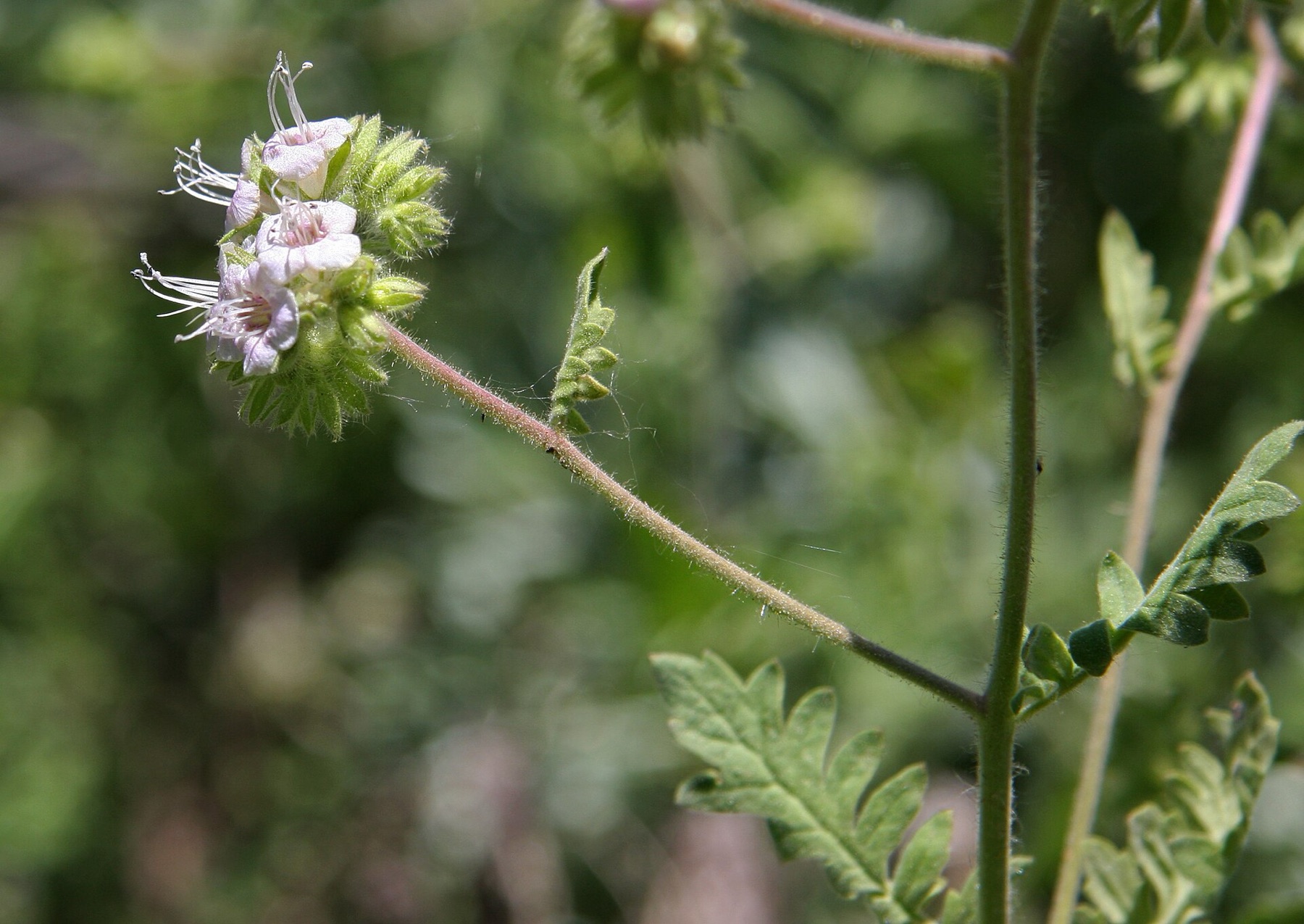 Branching Phacelia — photo 16
