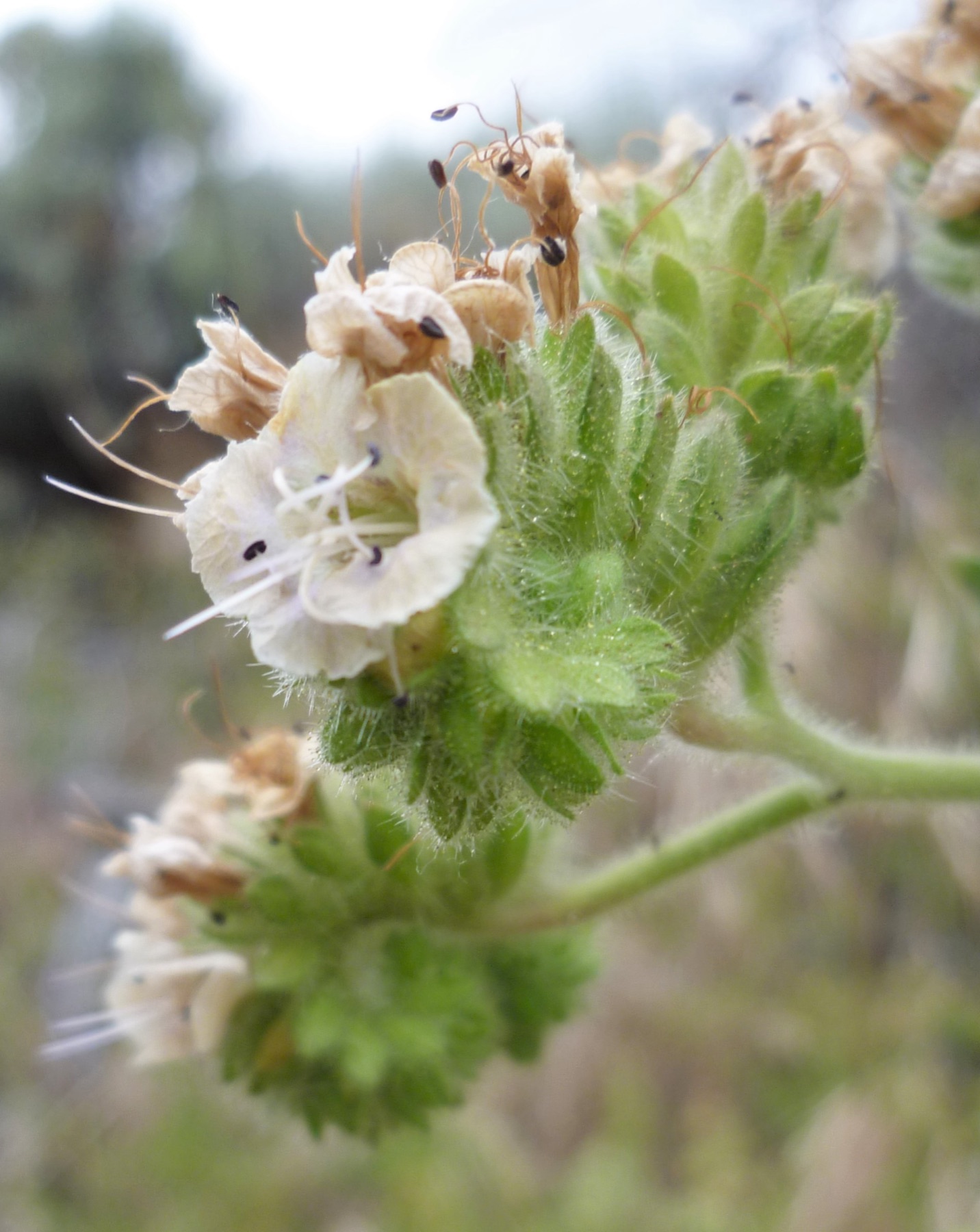 Branching Phacelia — photo 17