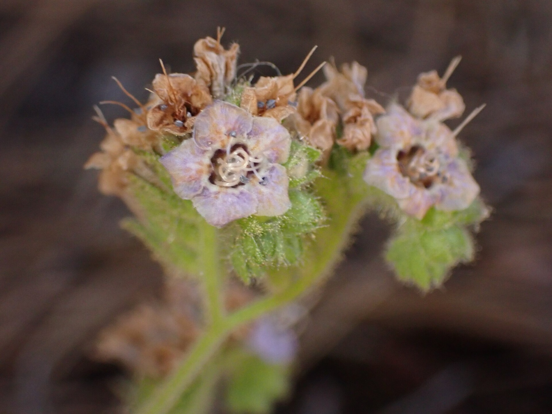 Branching Phacelia — photo 18