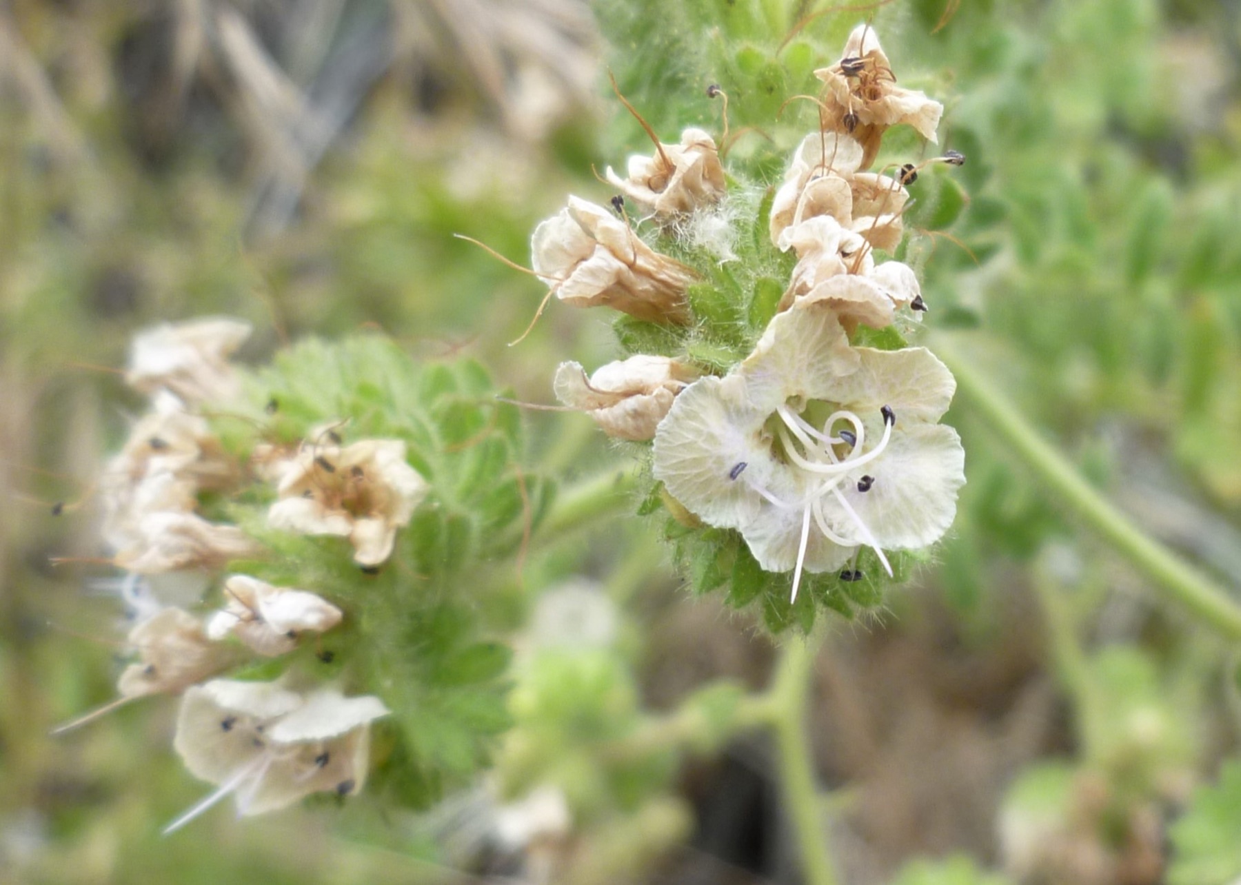 Branching Phacelia — photo 19