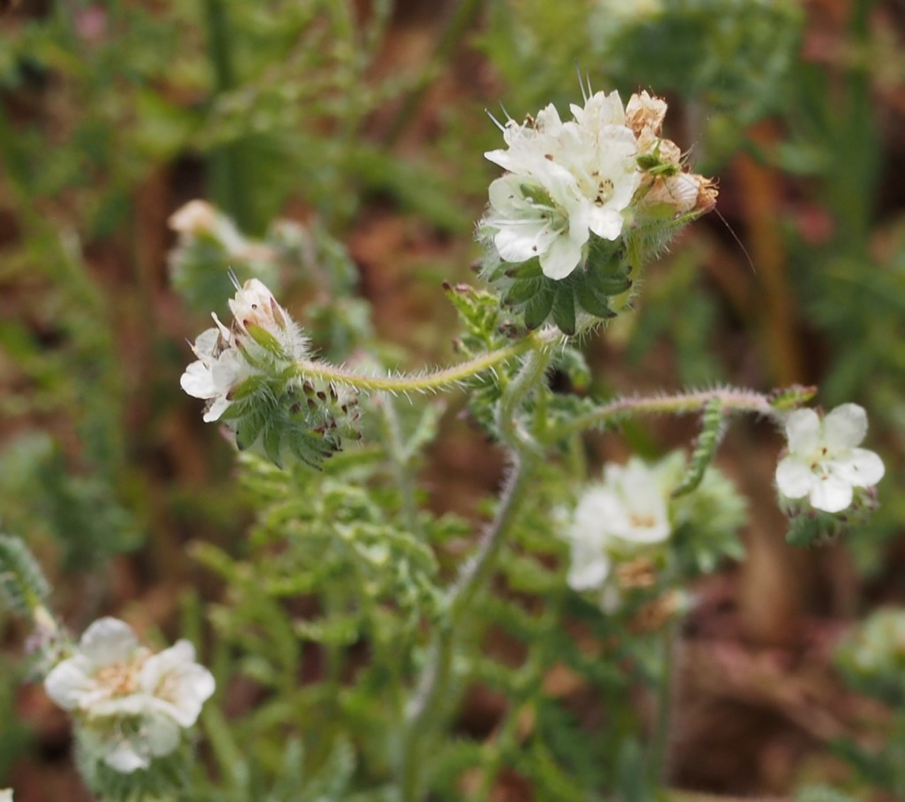 Branching Phacelia — photo 20