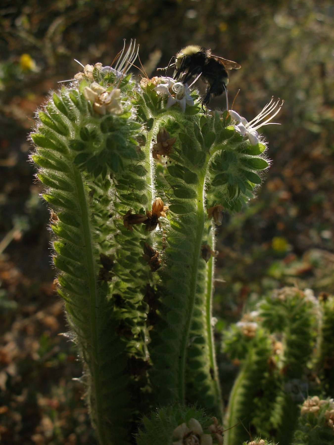 Branching Phacelia — photo 21