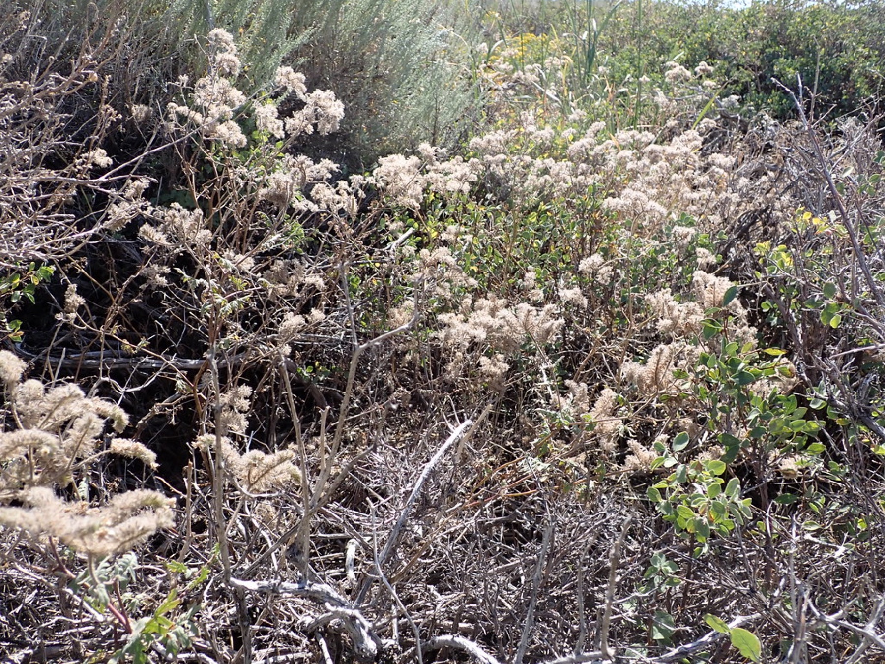 Branching Phacelia — photo 22