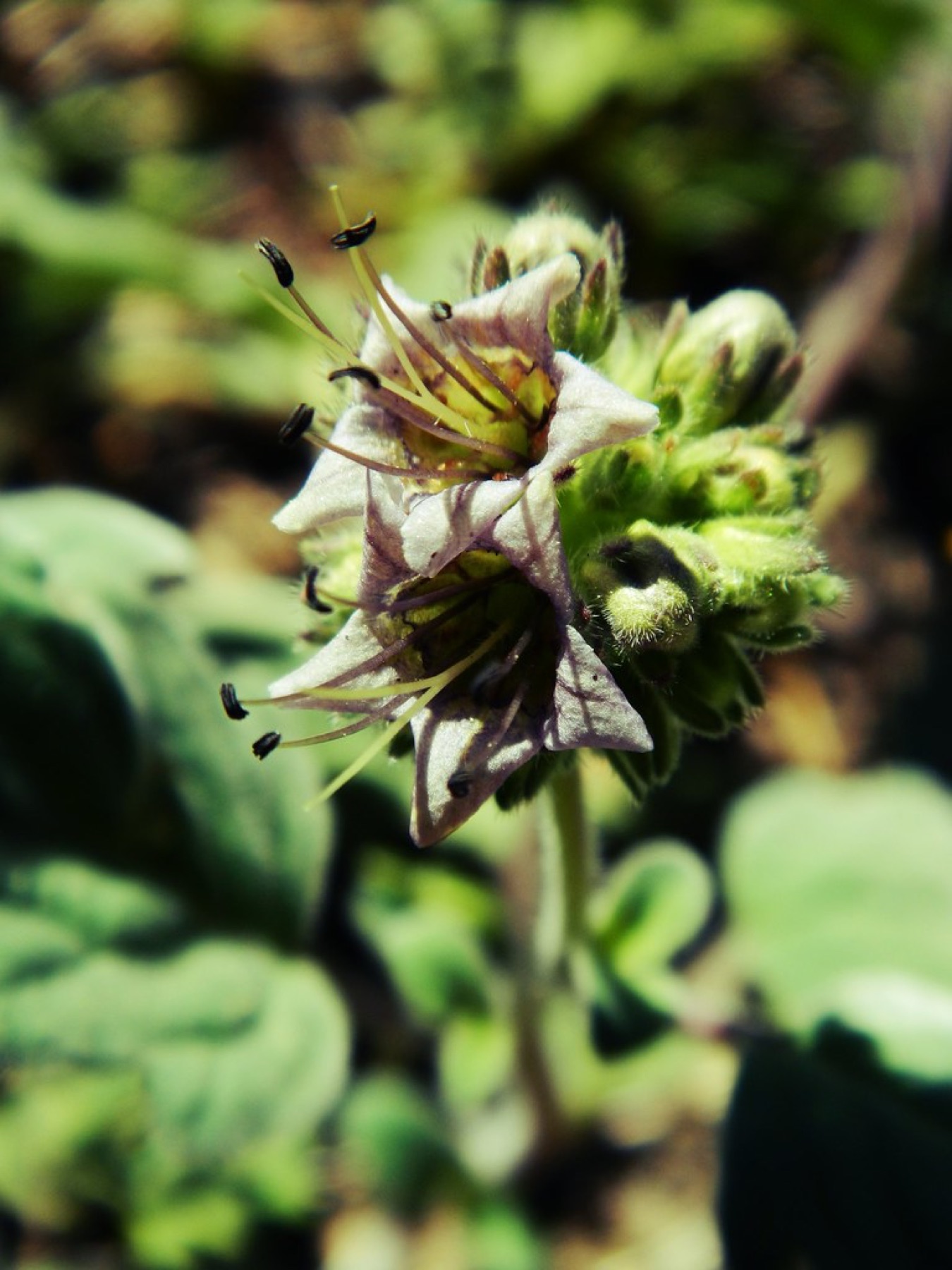 Branching Phacelia — photo 23