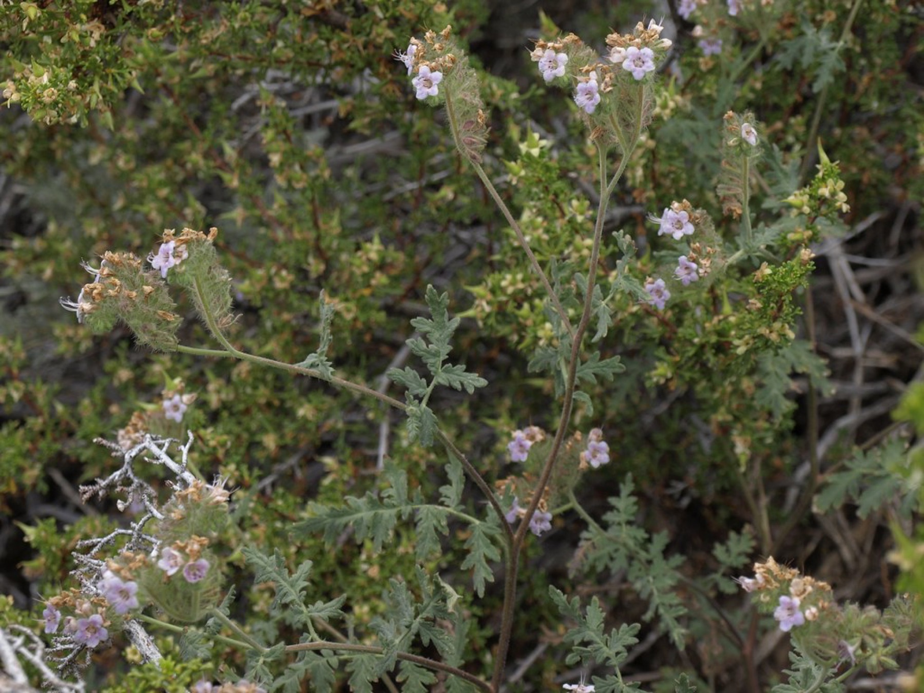 Branching Phacelia