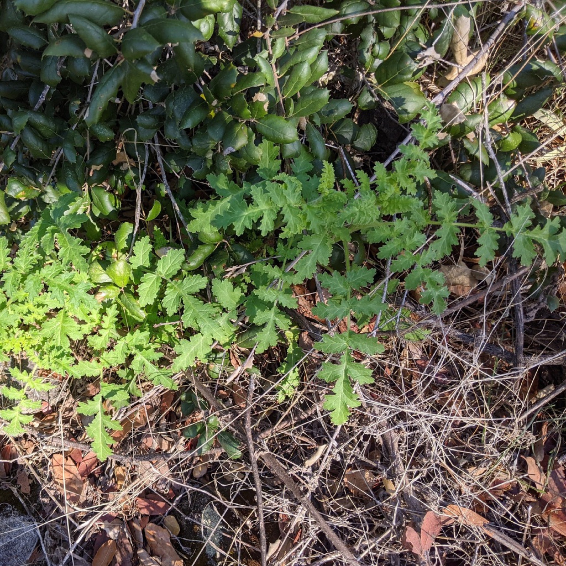 Branching Phacelia — photo 2