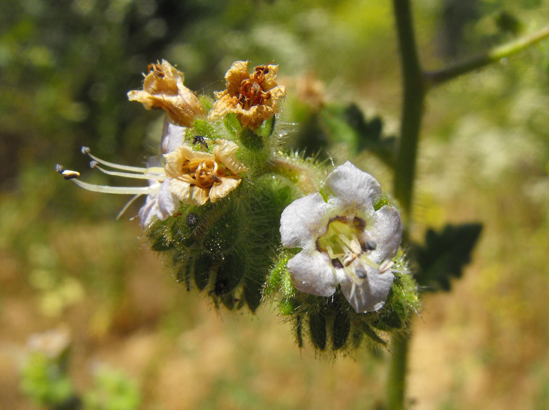 Branching Phacelia — photo 4