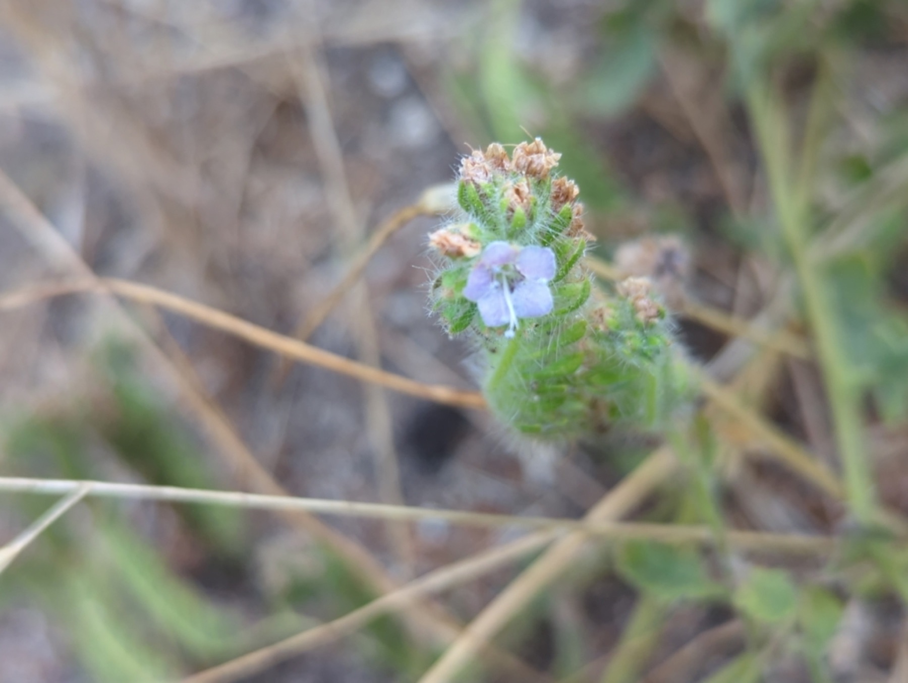 Branching Phacelia — photo 5