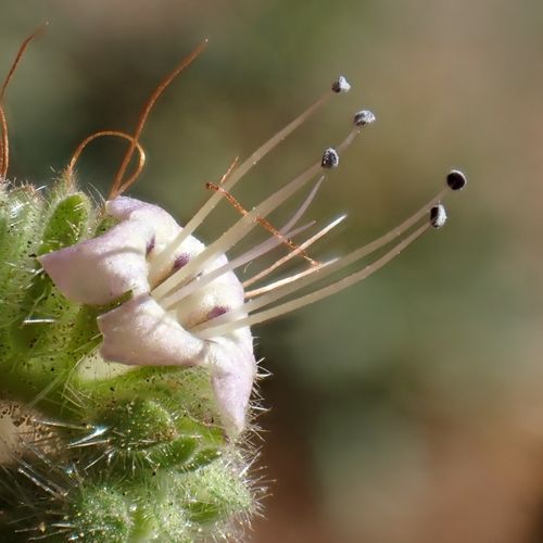 Branching Phacelia — photo 24