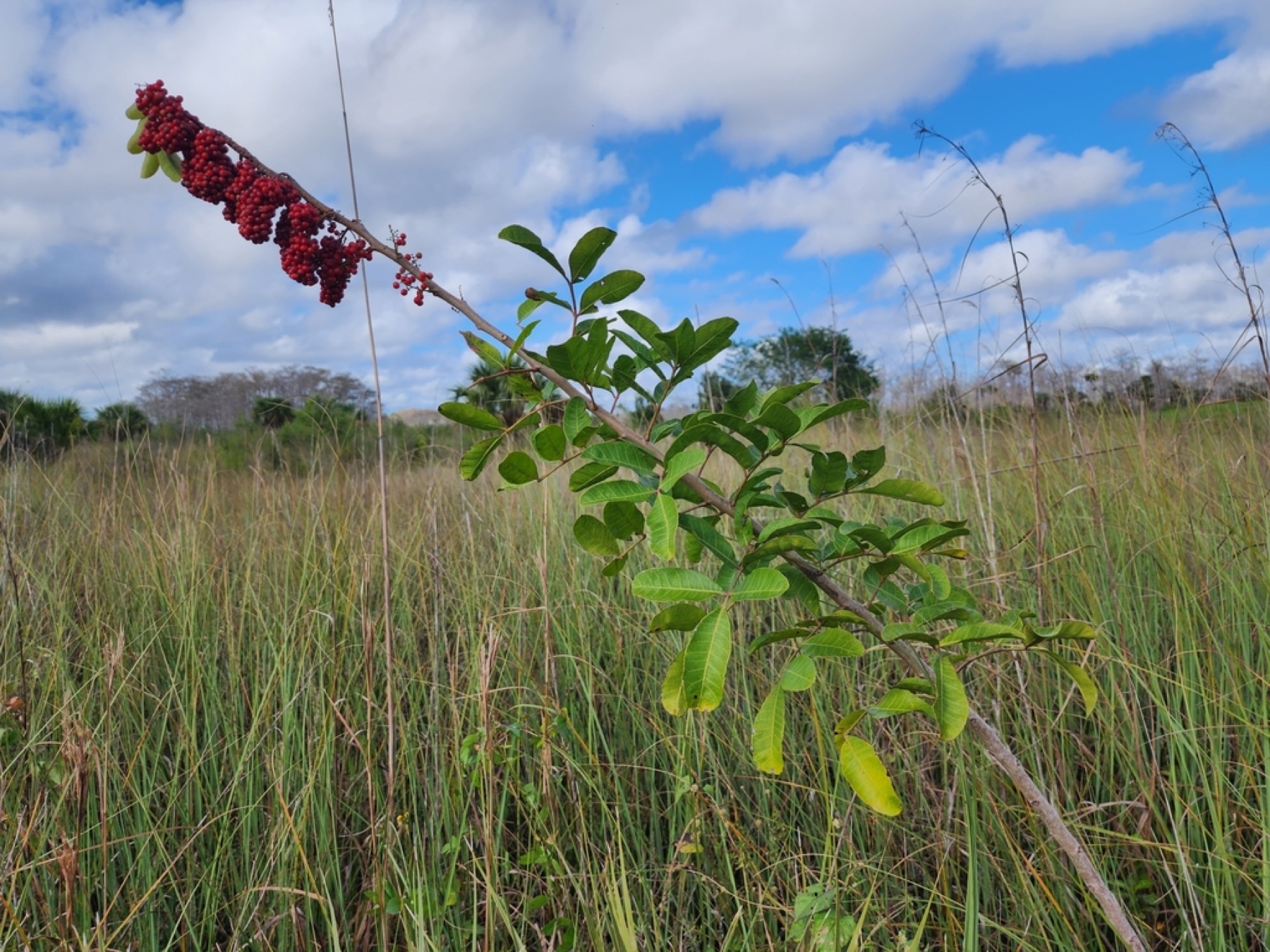 Brazilian Pepper — photo 6