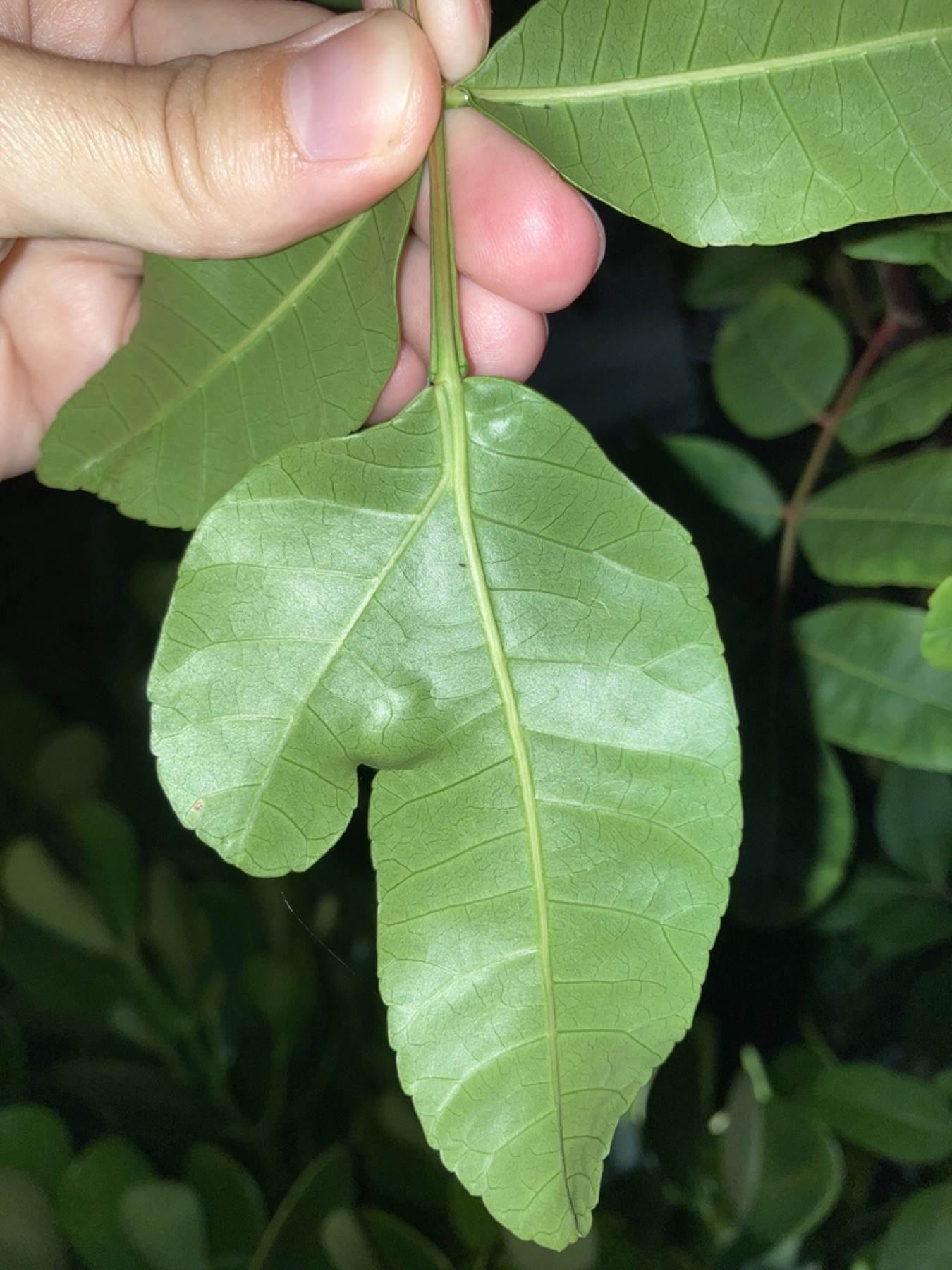 Brazilian Pepper — photo 7