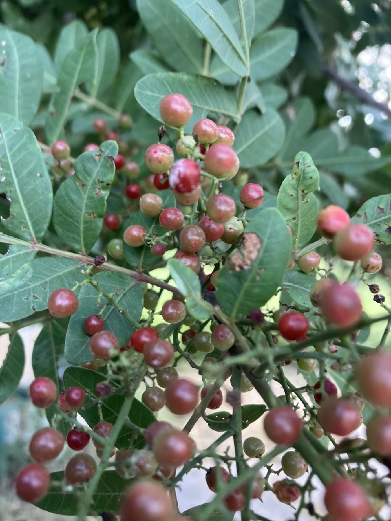 Brazilian Pepper — photo 8