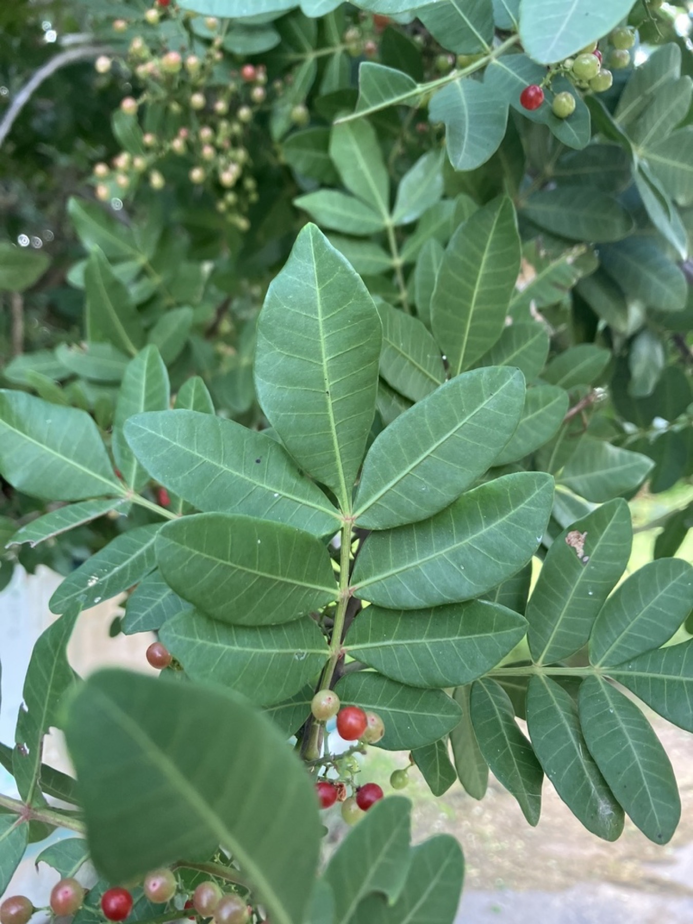 Brazilian Pepper — photo 9