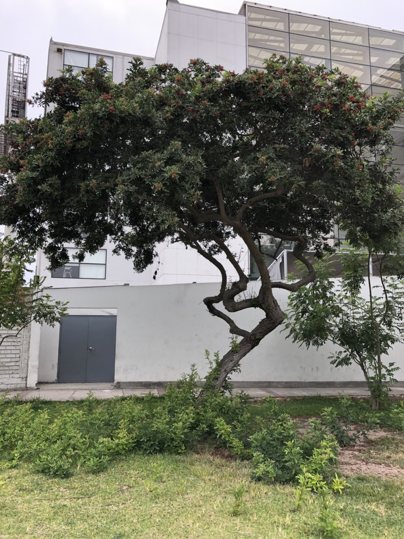 Brazilian Pepper — photo 10