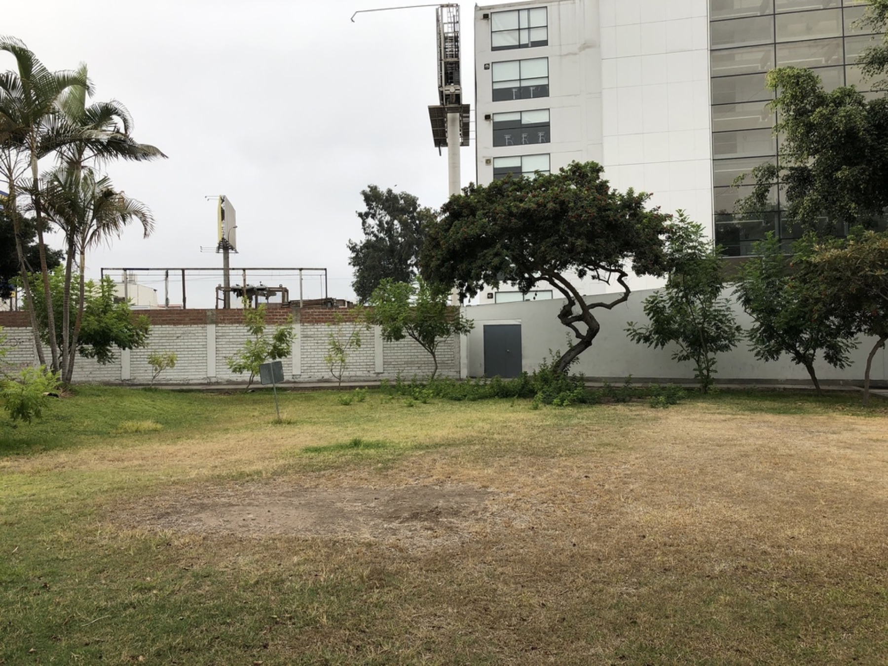 Brazilian Pepper — photo 11