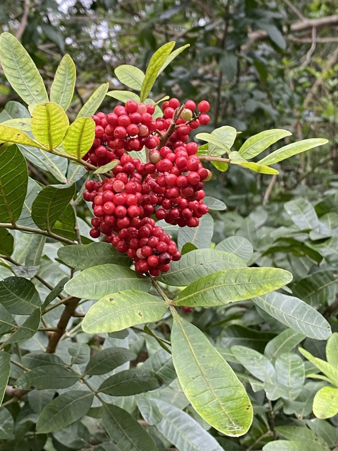 Brazilian Pepper — photo 12
