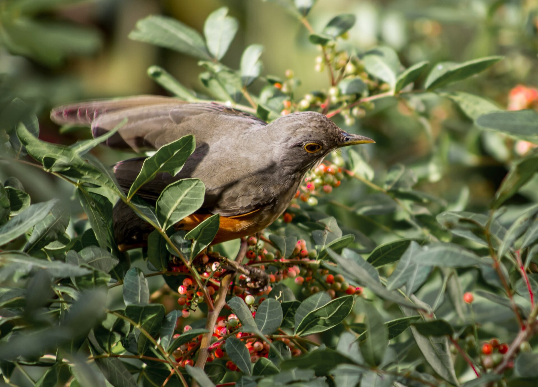 Brazilian Pepper — photo 13