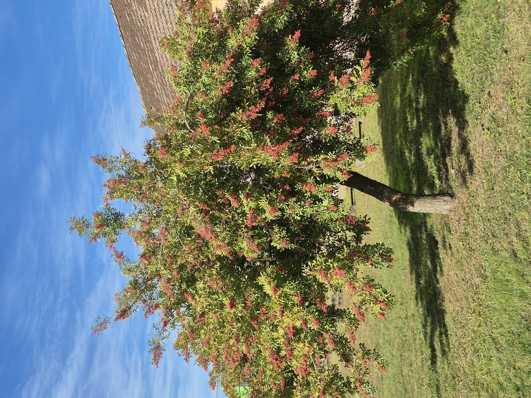 Brazilian Pepper — photo 14