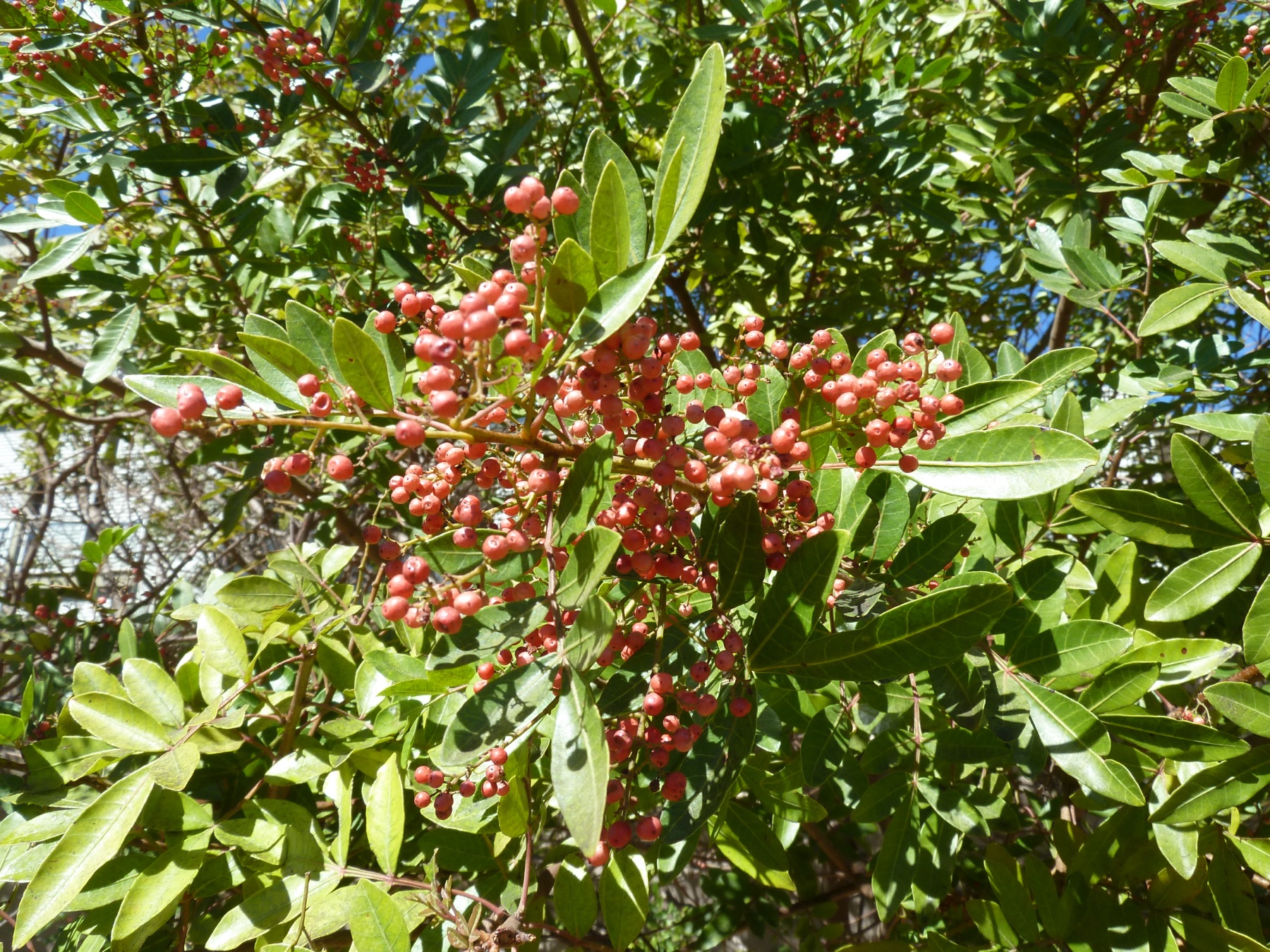 Brazilian Pepper — photo 15