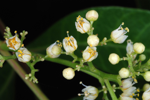 Brazilian Pepper — photo 20