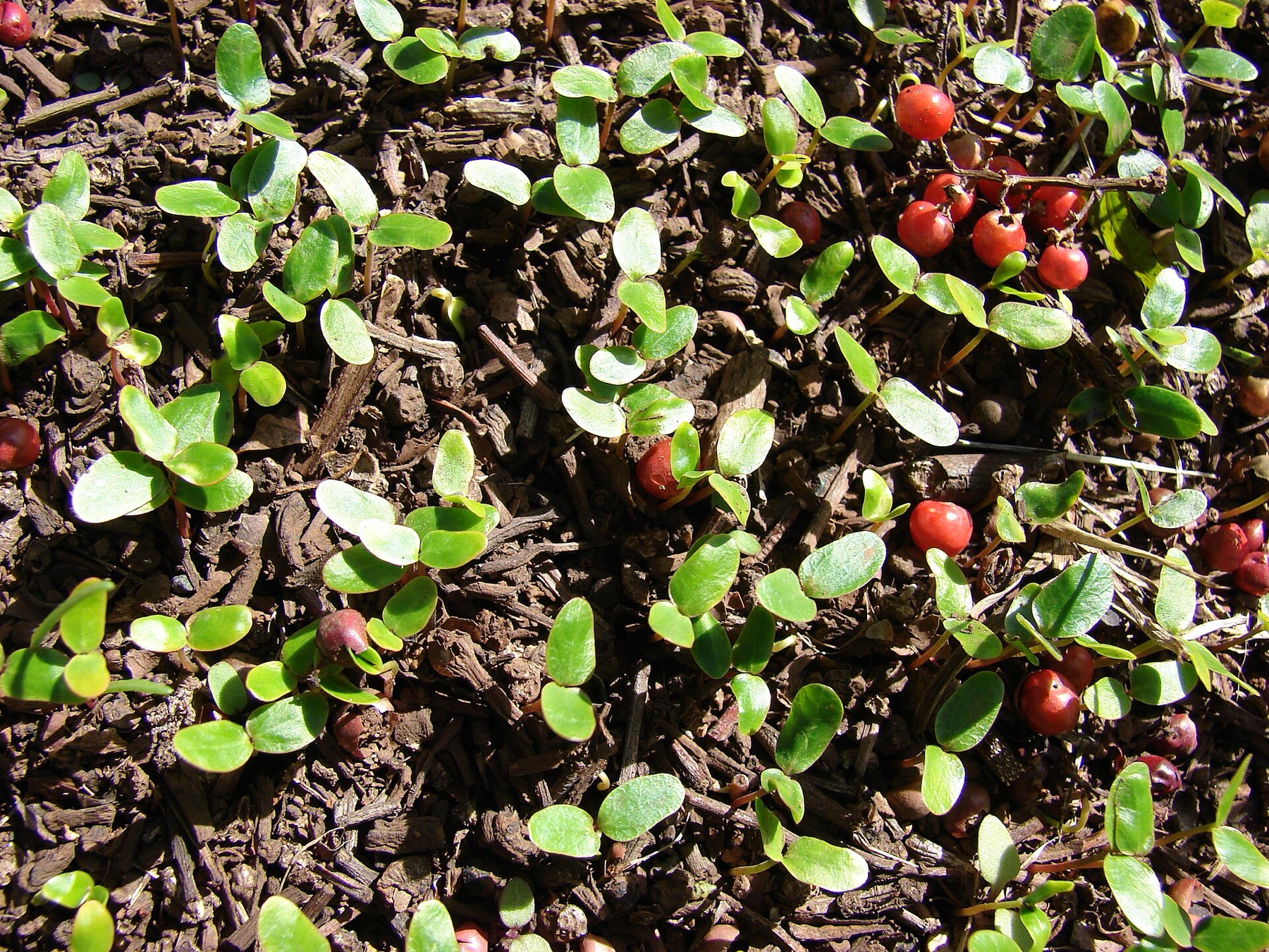 Brazilian Pepper — photo 16