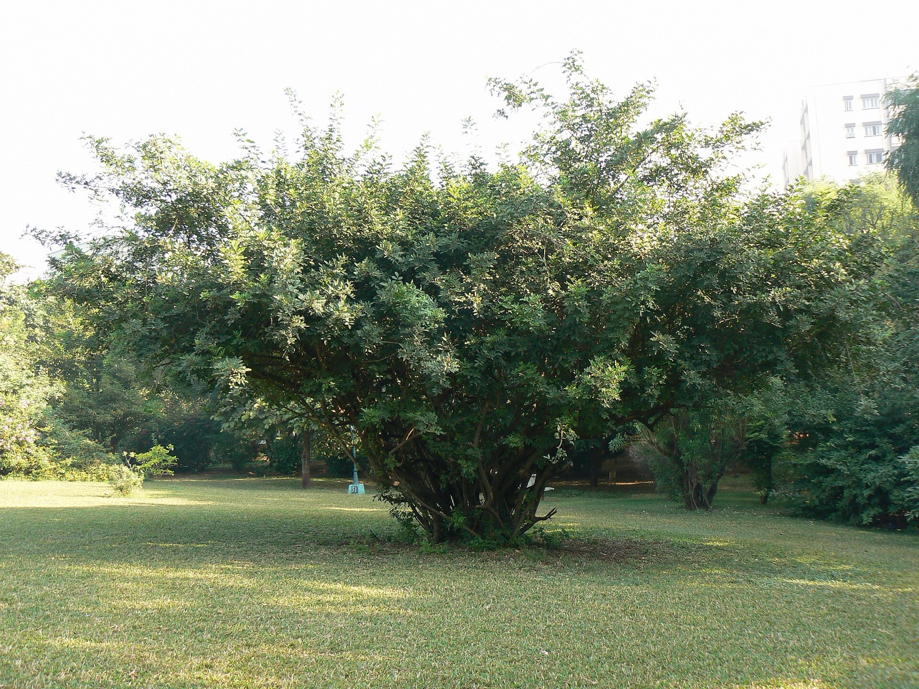 Brazilian Pepper — photo 17
