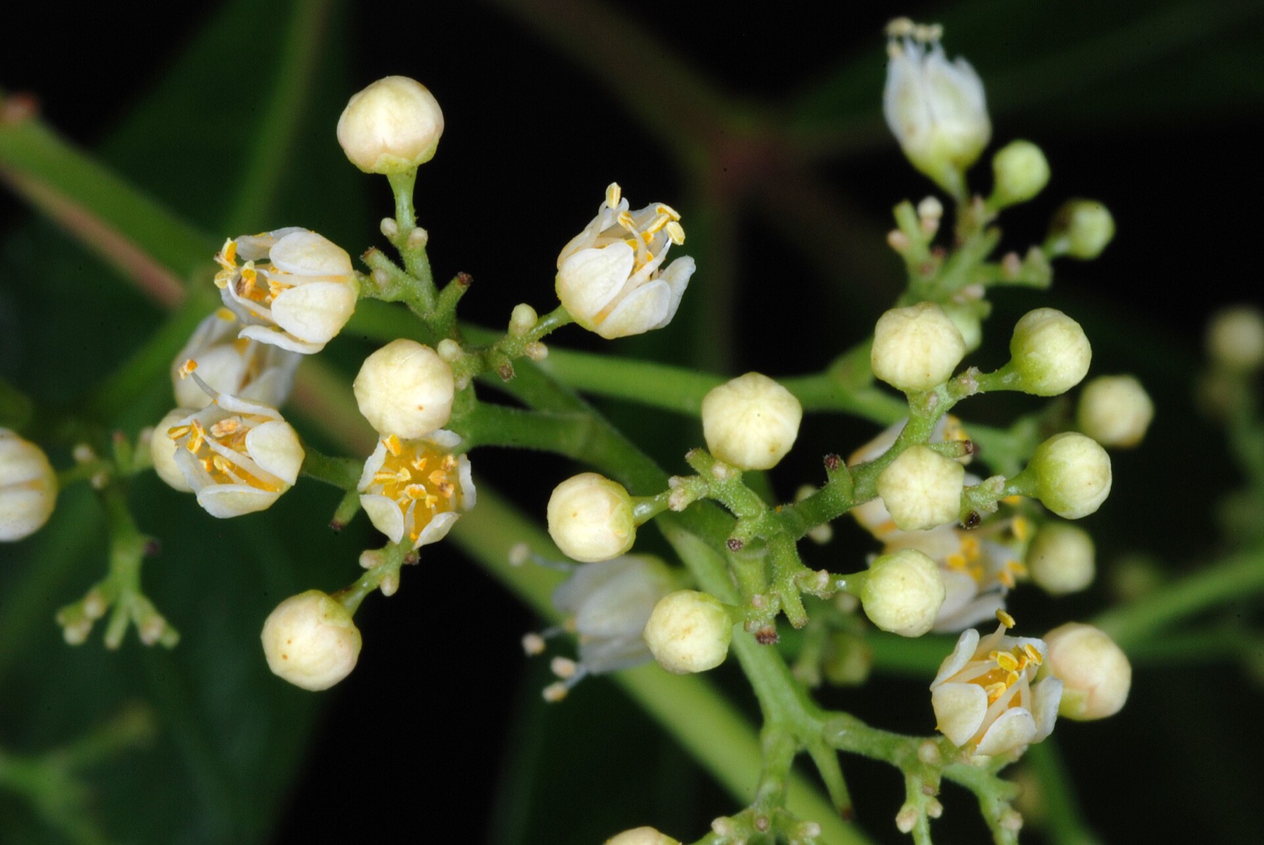 Brazilian Pepper — photo 18