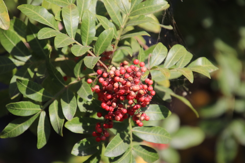 Brazilian Pepper — photo 21