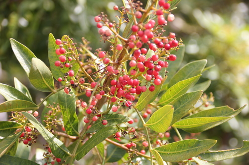 Brazilian Pepper — photo 22