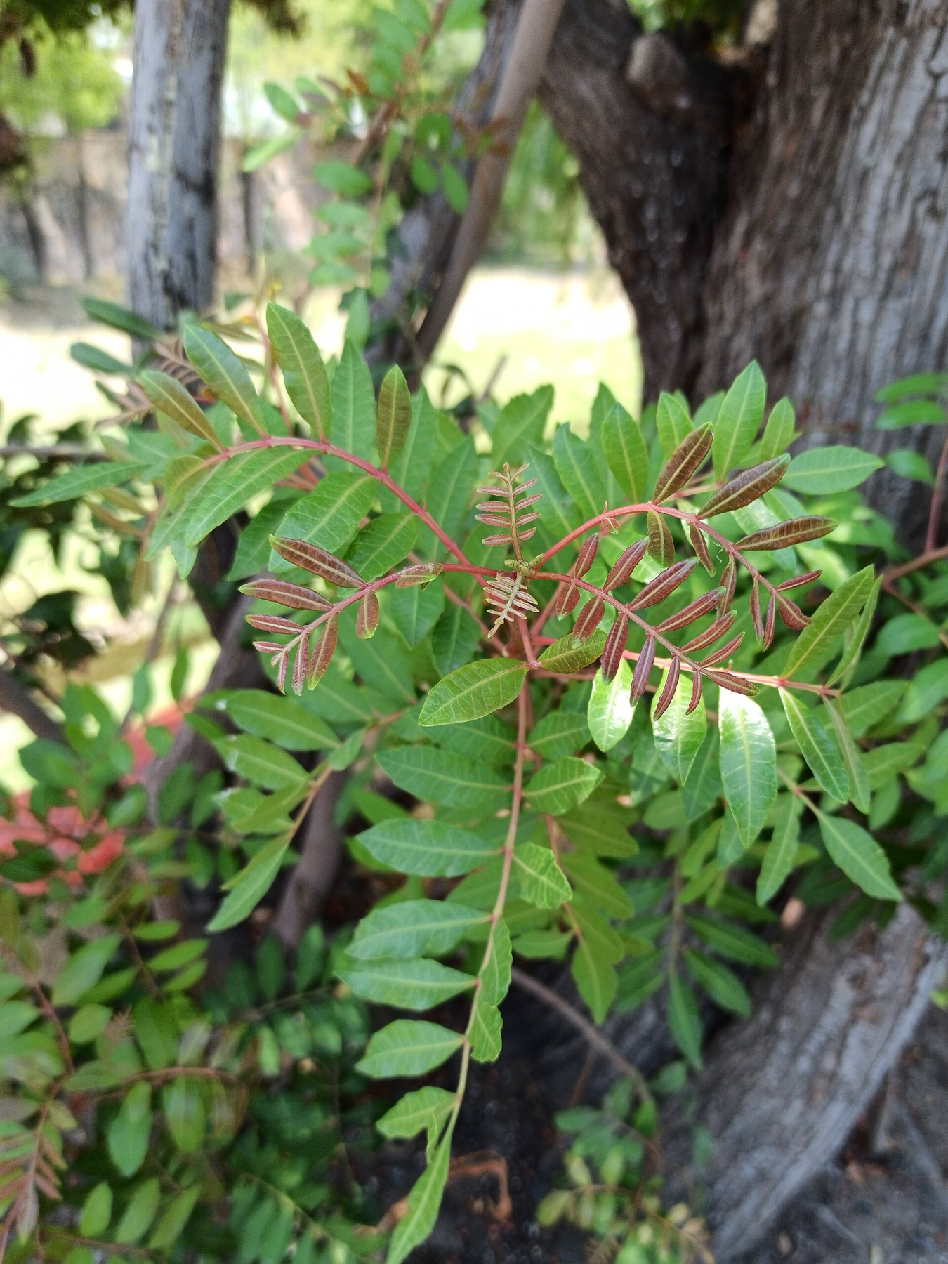 Brazilian Pepper