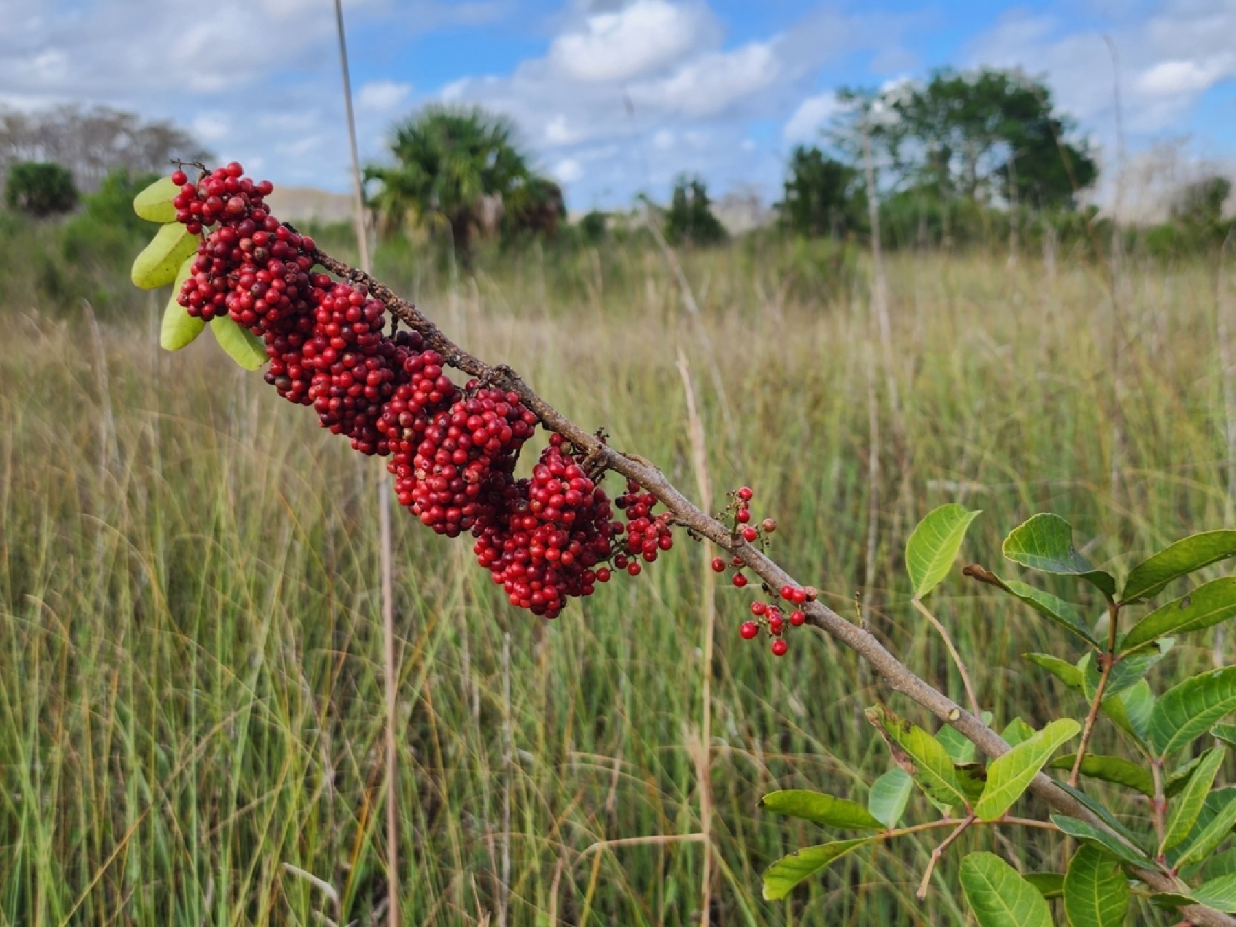 Brazilian Pepper — photo 2