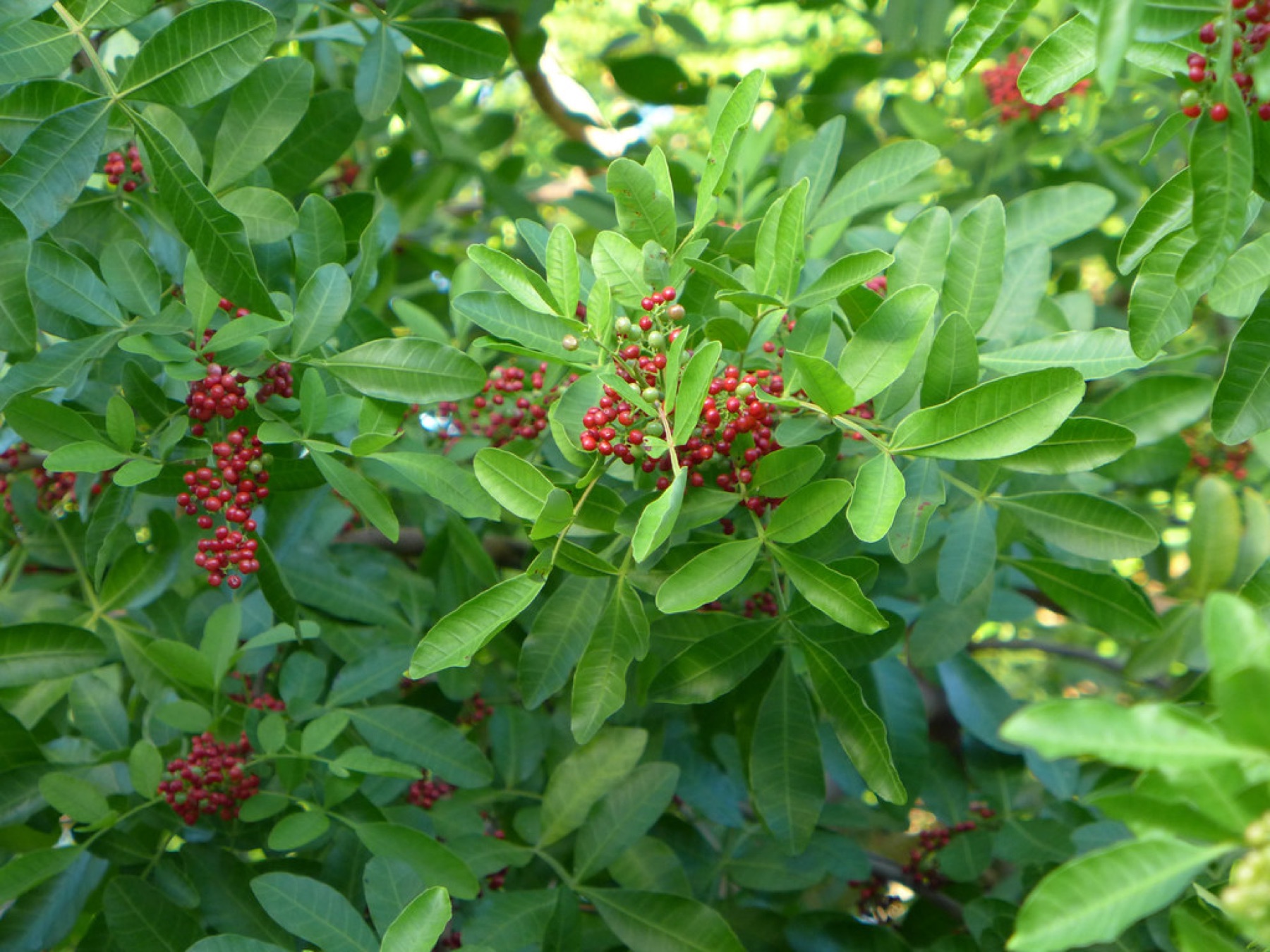 Brazilian Pepper — photo 3
