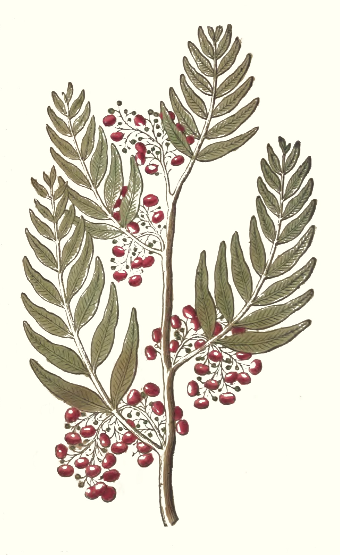 Brazilian Pepper — photo 4