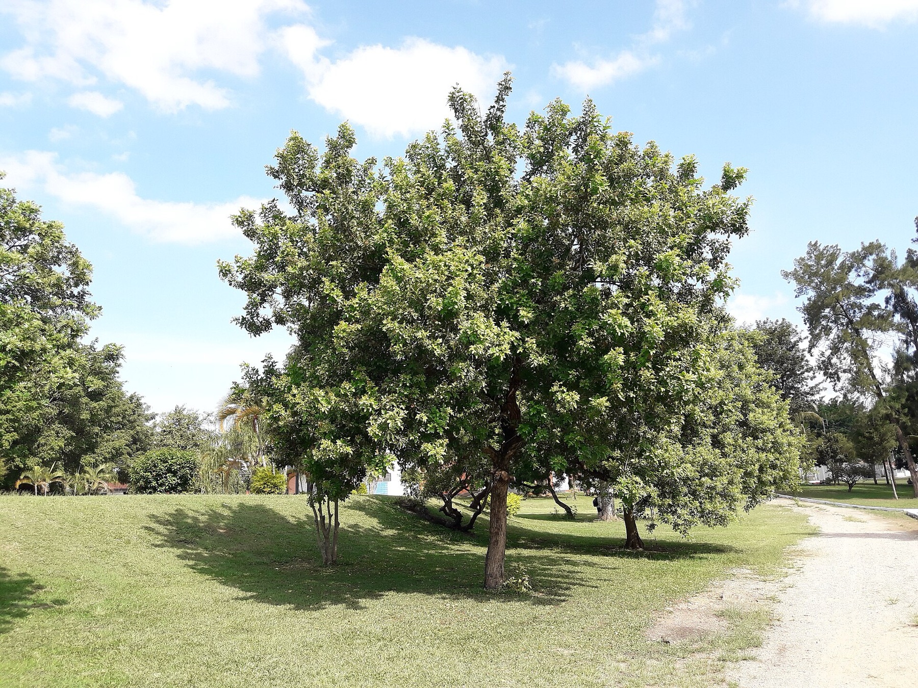 Brazilian Pepper — photo 5
