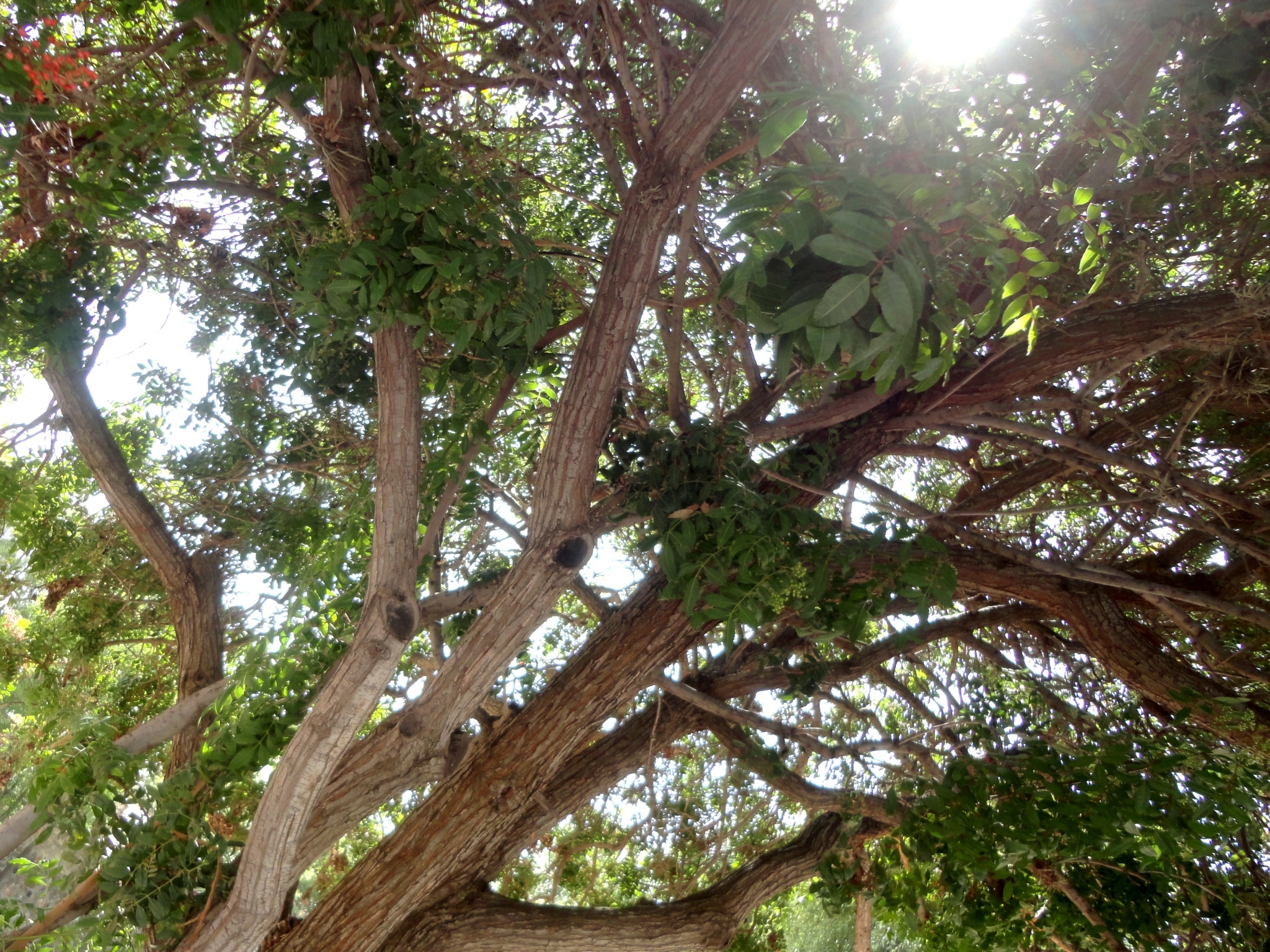 Brazilian Pepper — photo 19