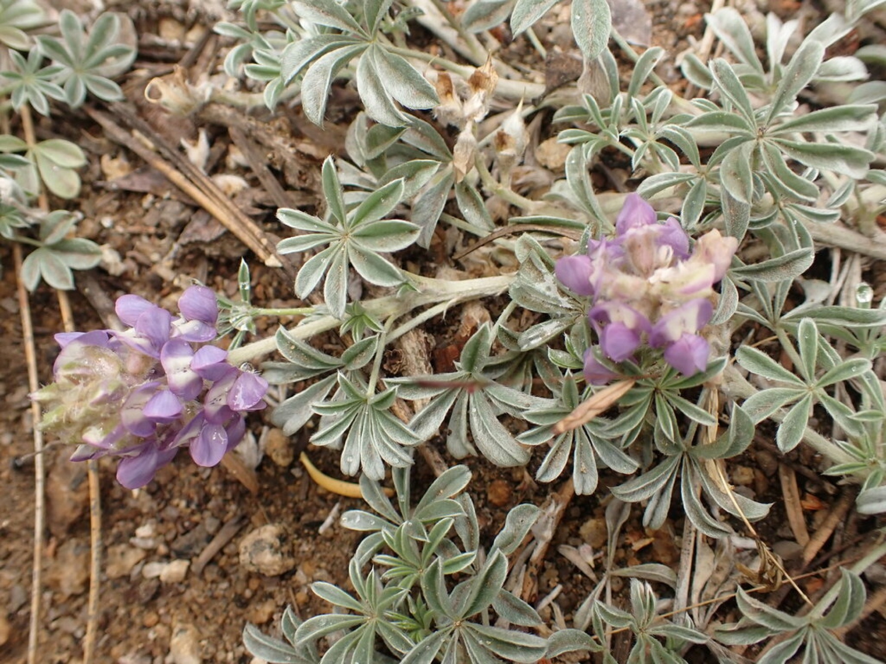 Brewer's Lupine — photo 6
