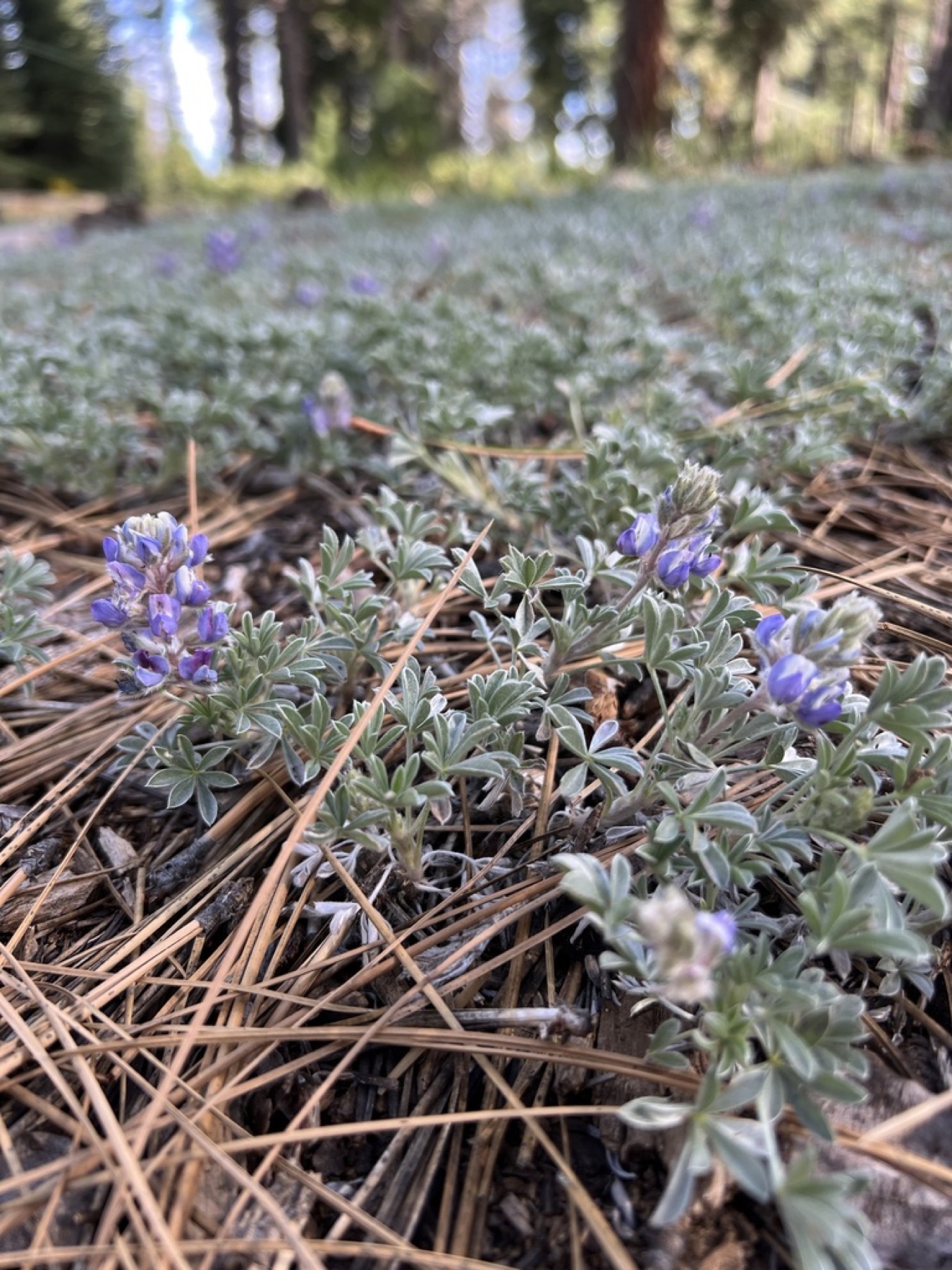 Brewer's Lupine — photo 7